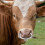 4Pièces Pince Vache Acier Bétail Fermier Durable 7