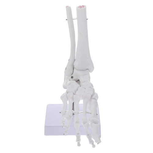 Voet En Enkel Skelet Model Plastic Wit Voor Training
