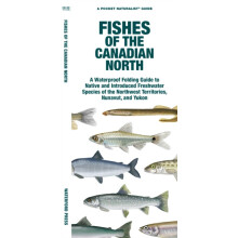Fishes of the Canadian North by Matthew Morris Other Book