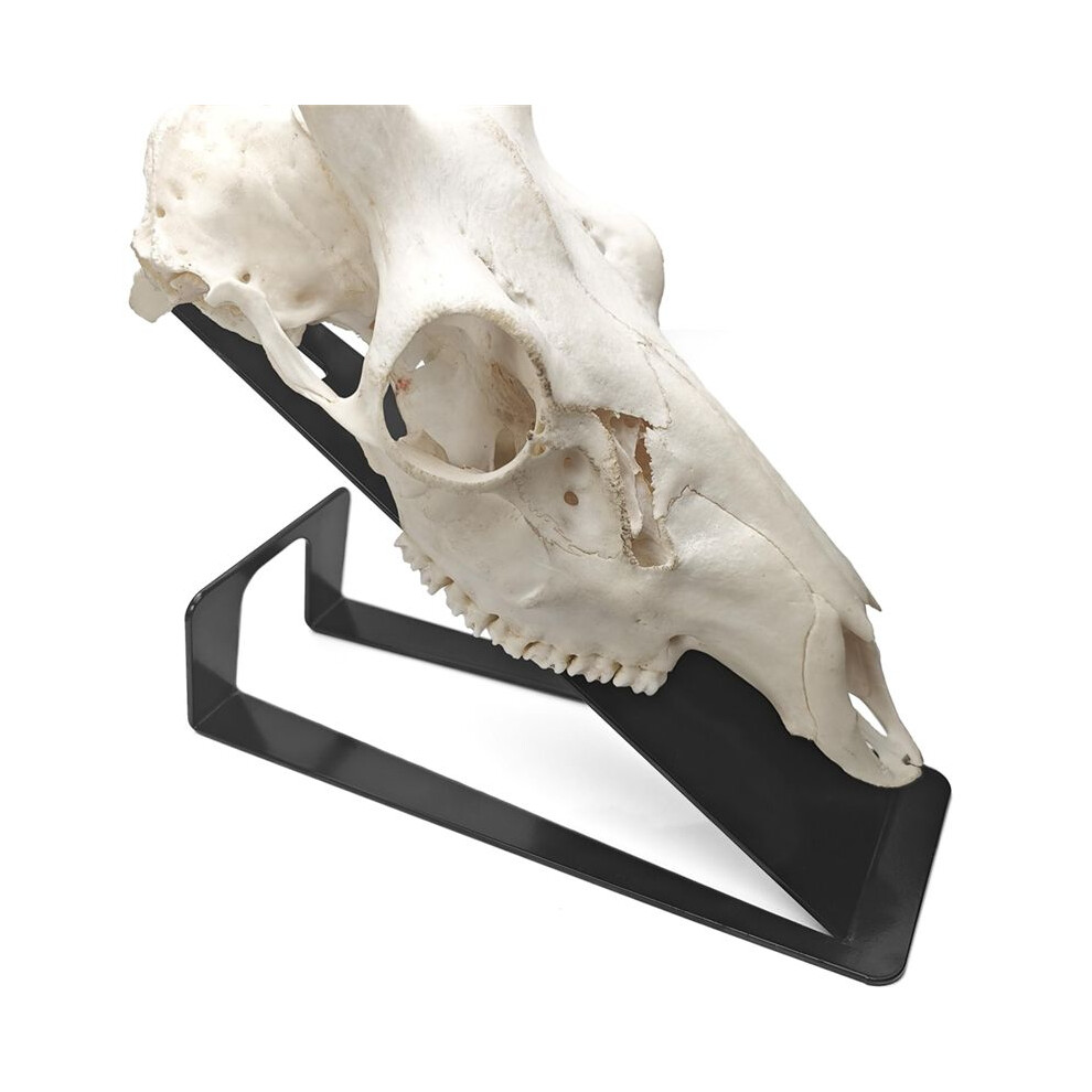European Mount Skull Hanger, Table Deer Skull Mount Hanger For Hanging Deer Head, Pronghorn And Other Smaller Skulls 4852367005718