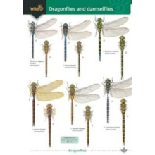 Dragonflies and damselflies by Alice Broader Paperback Book