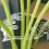 1Pcs Plant Stem Plastic Support,Flower Stem Holder,Reusable Plant Retaining Support,B 2