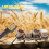 Grain Moisture Meter with LCD Backlit Display for Wheat Corn Rice Soybeans and Barley Feed 3