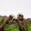40Pcs Skulls Human  Skull Realistic Skeleton Skulls for Halloween Table Decor 6