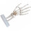 2St Menselijk Hand Skelet Model PVC Wit Voor Training 3
