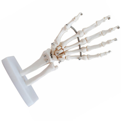2St Menselijk Hand Skelet Model PVC Wit Voor Training 2