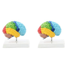 2X Rechte Hemisphäre Des Gehirns, Menschliches Körpermodell, Bildungsgehirnmodell 1:1 für Schüler, Lehrstudie, Montagemodell