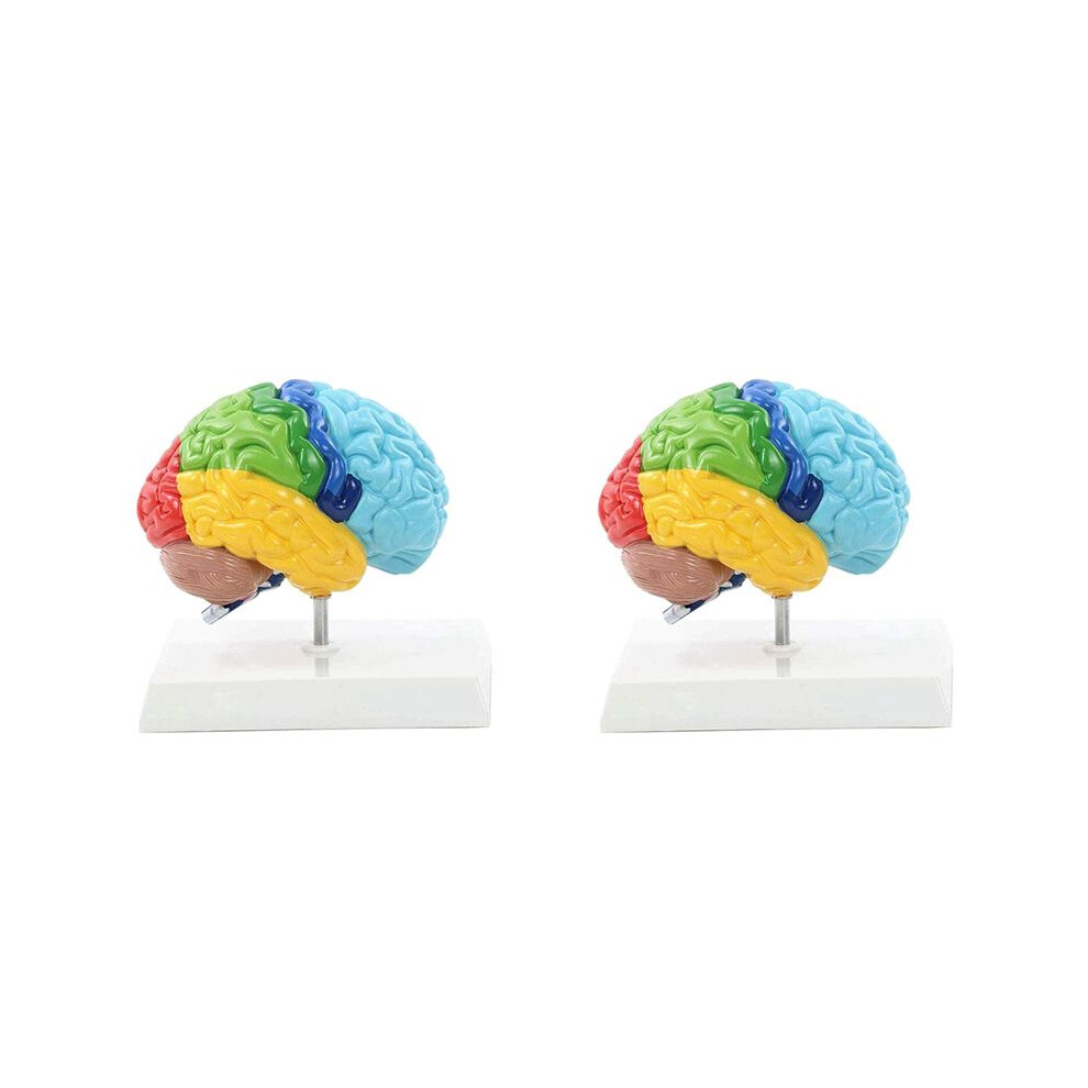 2X Right Hemisphere of Brain Human Body Model Education Brain Model 1:1 for Student Teaching Study Assembling Model