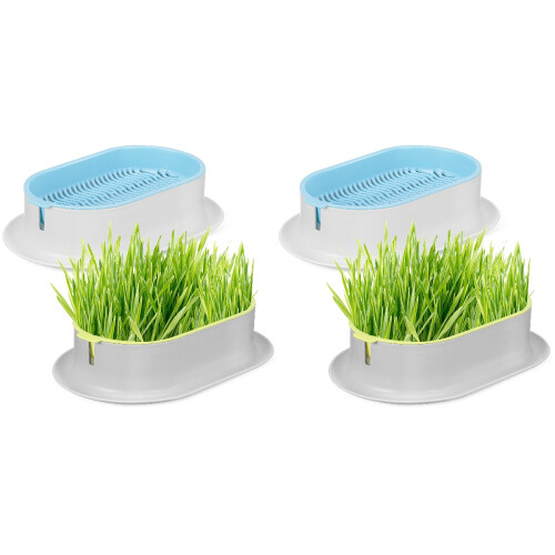 4St Creatieve Kattenkruid Hydroponisch Gemakkelijk 1