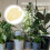 4Pcs Outdoor Plant Covers for Winter with Easy Drawstring 11