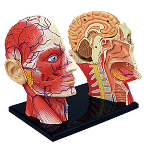 Medical-Torso Human Body Model Education  Muscles Nerve Organs Model for Student Teaching Study Assembling Model 2