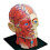 Medical-Torso Human Body Model Education  Muscles Nerve Organs Model for Student Teaching Study Assembling Model 2