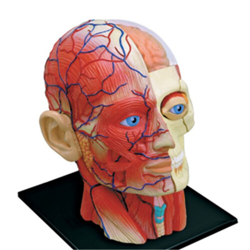 Medical-Torso Human Body Model Education  Muscles Nerve Organs Model for Student Teaching Study Assembling Model 1