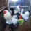2Pièces Suspendue En Acier Pour Poulets Oiseaux Argentée 11