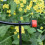 Automatic Flower Pot Watering System DIY Drip Irrigation System Garden Hose Micro-Drip Watering Kits Adjustable Drippers 6