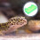 2Stk Reptilien Futtertrog Kunststoff Hellgrün Vielseitig Und 11