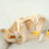 1Stk Orange Hundewindel, Leakproof, Komfortabel, Waschbar, Polyester 3