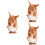 3St Wind-Up Dier Speelgoed Multi Kleurig Voor Thuis En 6