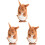 3St Wind-Up Dier Speelgoed Multi Kleurig Voor Thuis En 3