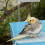 Pet Bird Bath Box Sky-Blue with Filtration and Shower Feature 5