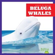 Beluga Whales by Katie Chanez Hardcover Book