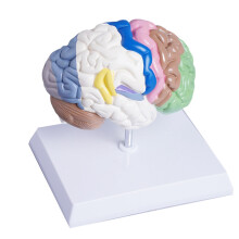 Human Half Brain Anatomy Model Life Size Anatomical,Brain Model Medical Tool Teaching Use,Cerebral Artery Model