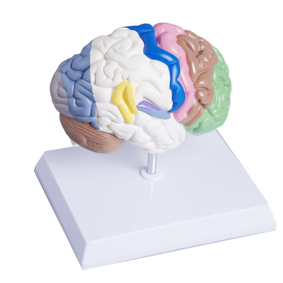 Tlily Human Half Brain Anatomy Model Life Size Anatomical,Brain Model Medical Tool Teaching Use,Cerebral Artery Model