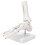 Educational Human Foot & Ankle Model Durable Material Demonstration with Base 4