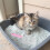 2Pièces Pelle Litière Fine Résistante Pour Chats 5