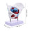 2Pièces Anatomie Pelvis PVC Multi Usage Pédagogique 4