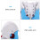 2Pièces Anatomie Pelvis PVC Multi Usage Pédagogique 8