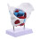 2Pièces Anatomie Pelvis PVC Multi Usage Pédagogique 2