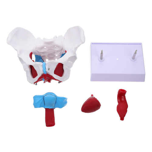 2Pièces Anatomie Pelvis PVC Multi Usage Pédagogique 2