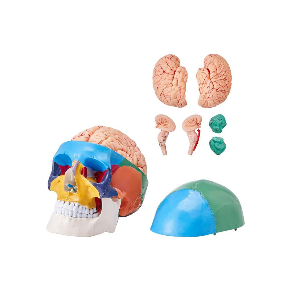 Tlily Human Skull Model, Life-Size Painted Anatomy Skull Model, Pvc Anatomical Skull B