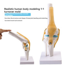 Anatomical Medical Knee Joint with Ligaments Model,Life Size,Orthopedic Teaching Demonstration