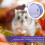 Roue D'exercice Silencieuse Pour Hamsters Chinchillas Violet 4