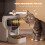 PawHut PawHut Automatic Cat Feeder Programmable with Timer, 10s Voice Recorder 7