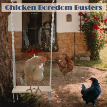Columpio de Juguete para Gallinero , Juguete de Enriquecimiento de Pollo para Gallinas y Gallos, Accesorios de Madera para Gallinero