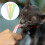 6Pièces Cuillères Squeeze Pour Snacks Chat, Couleurs Variées 11