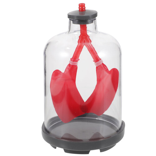 3Pcs Human Lung Breathing Aid with Rubber Diaphragm Red 2