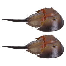10Pcs Lightweight Plastic Horseshoe Crab Figurines Kids Playset