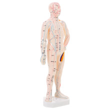 2Pcs Simulation Acupoint Model for Acupuncture Training