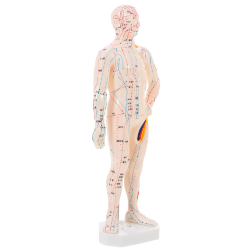 2Pcs Simulation Acupoint Model for Acupuncture Training