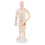 2Pcs Simulation Acupoint Model for Acupuncture Training 2