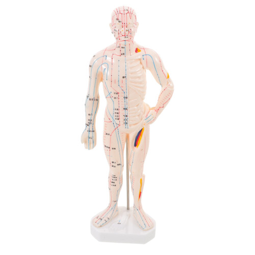 2Pcs Simulation Acupoint Model for Acupuncture Training 1