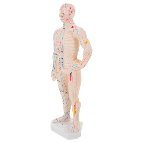 2Pcs Simulation Acupoint Model for Acupuncture Training 2