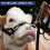 5Pcs Silver Cattle Nose Rings Stainless Steel Spring Design Easy Use 6