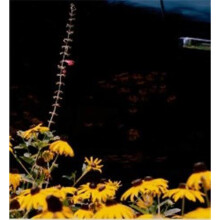 Mystery Street by Vasantha Yogananthan Paperback Book