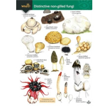 Distinctive nongilled fungi by Rebecca FarleyBrown Paperback Book