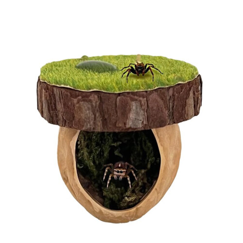 Jumping Spider Hideout, Magnetic Jumping Spider , Spider Climbing Platform, Handmade Spider Fence
